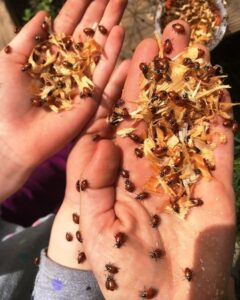 Accommodate These 3 Beneficial Insects in Your Garden for Natural Pest Control Image